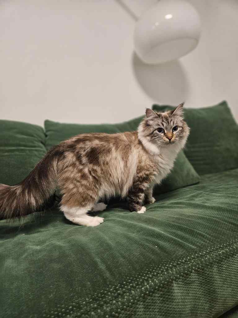 Neva Masquerade mačka u Seal Tabby Point boji