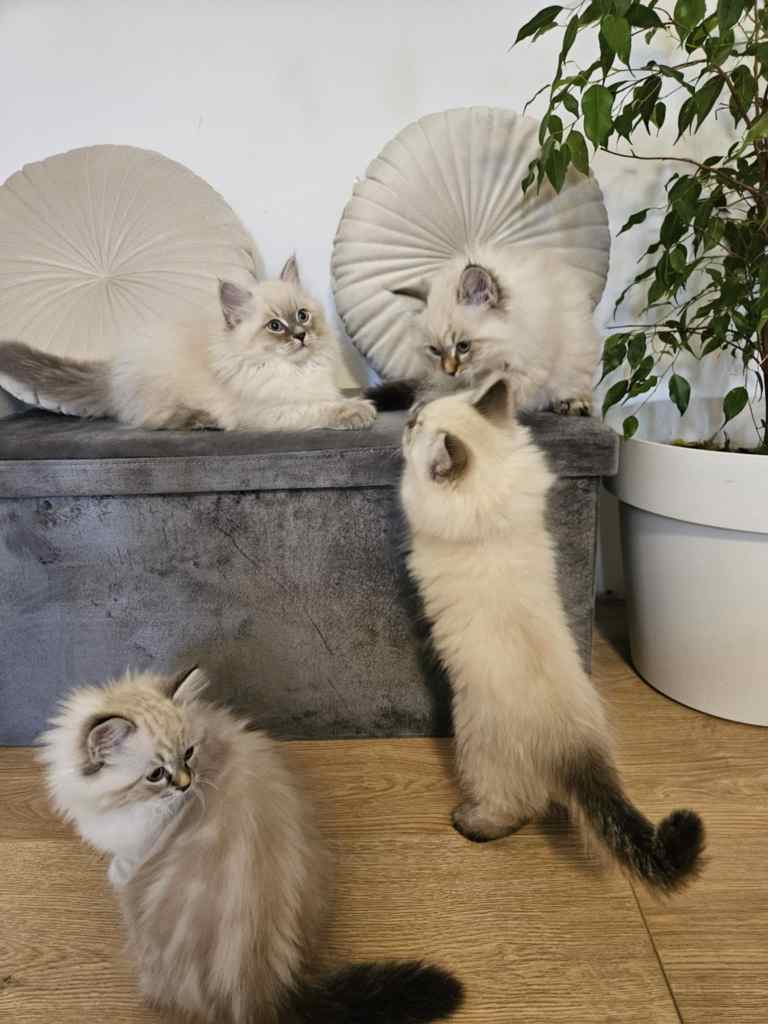 Neva-masquerade-macici