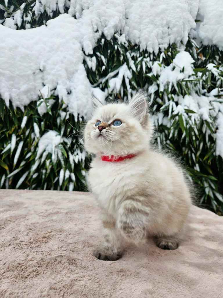 Neva Masquerade seal tabby point mačić s intenzivno plavim očima i gustim krznom – Bethany Empire uzgajivačnica Hrvatska