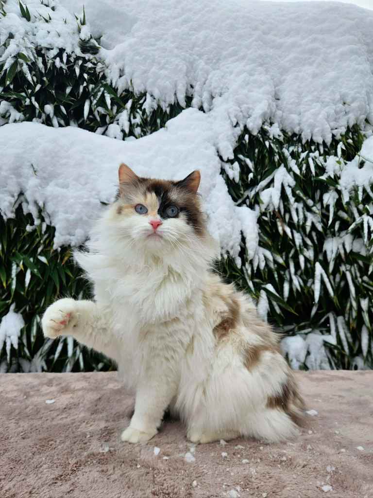 Neva Masquerade mačka u Torti boji. Uzgajivačnica Bethany Empire