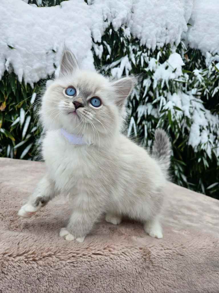 Neva Masquerade mačić u tabby point boji s plavim očima, čupavo krzno, uzgajivačnica Bethany Empire, Hrvatska