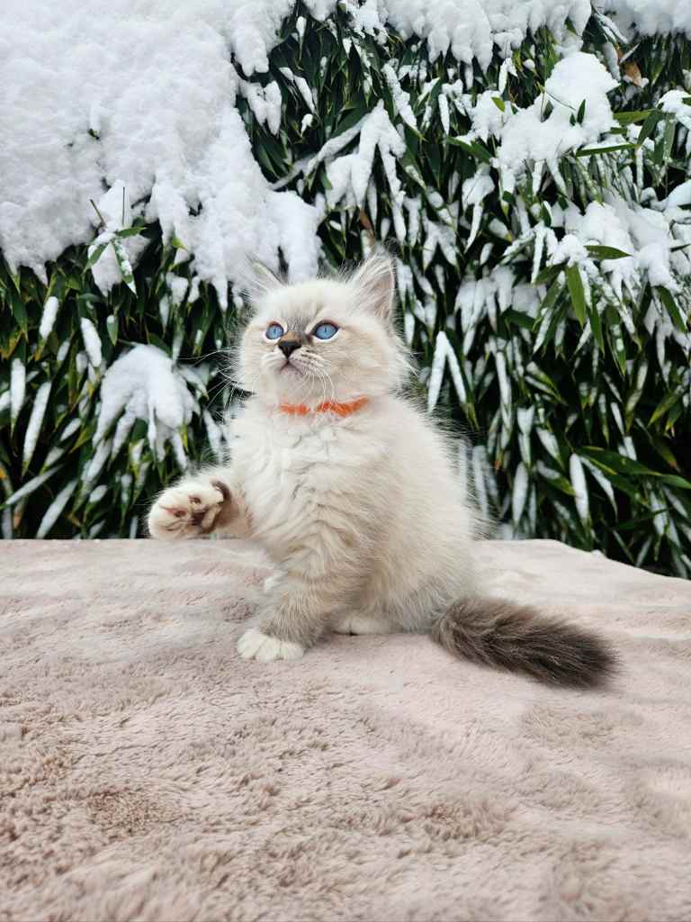 Neva Masquerade seal tabby point mačić s intenzivno plavim očima i gustim krznom – Bethany Empire uzgajivačnica Hrvatska