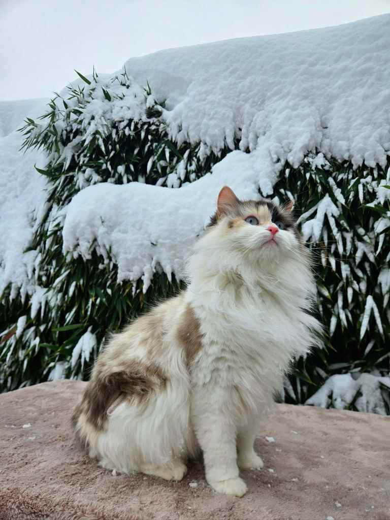 Neva MAsquerade mačka u Tortie boji. Uzgajivačnica Bethany Empire