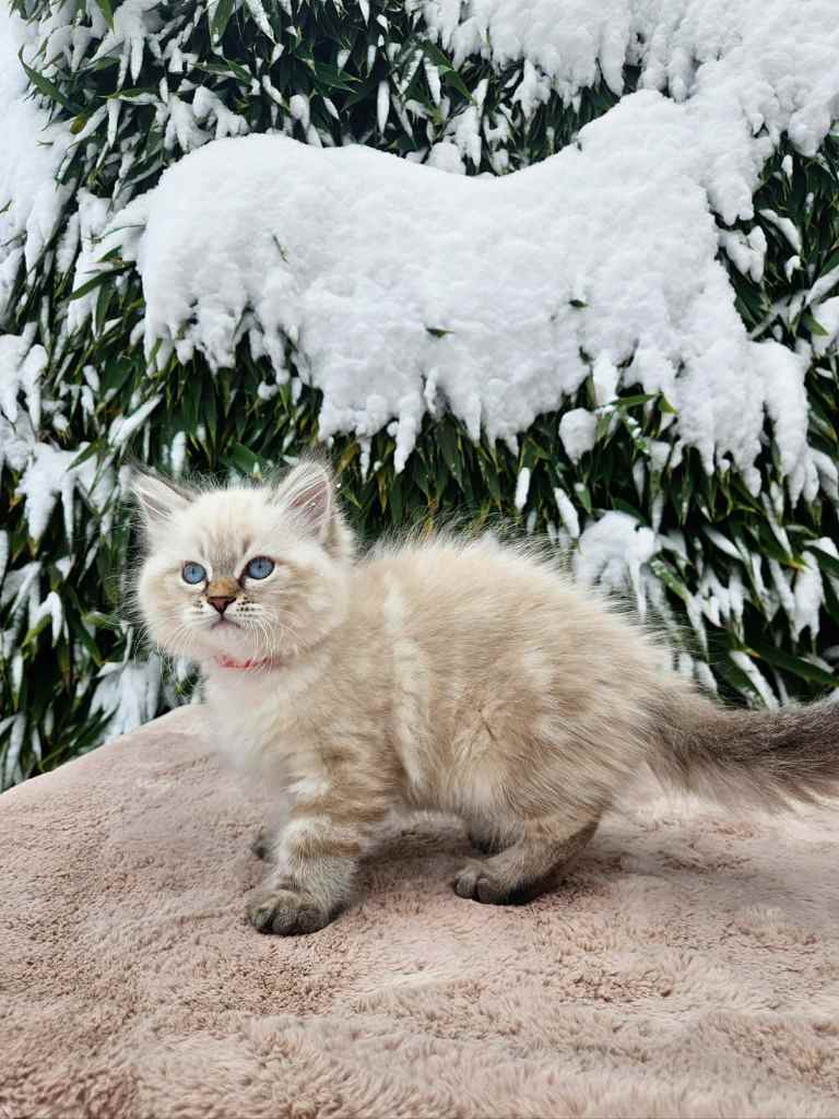 Neva Masquerade seal tabby point mačić s intenzivno plavim očima i gustim krznom – Bethany Empire uzgajivačnica Hrvatska