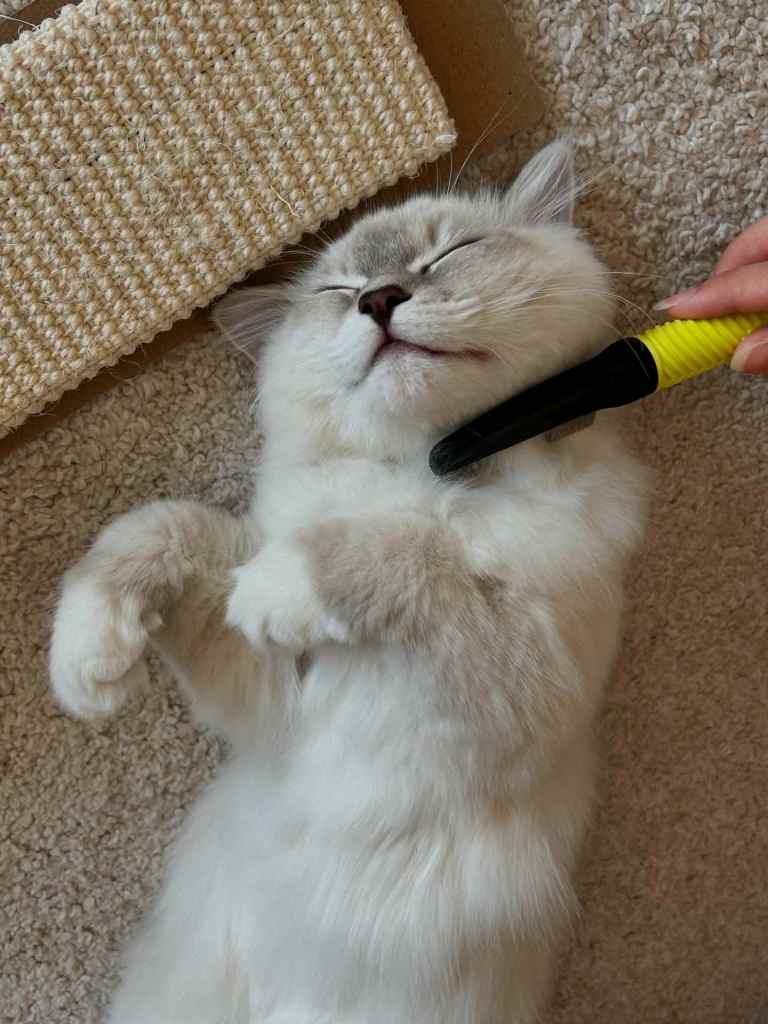 Neva-masquerade-macic-cetkanje