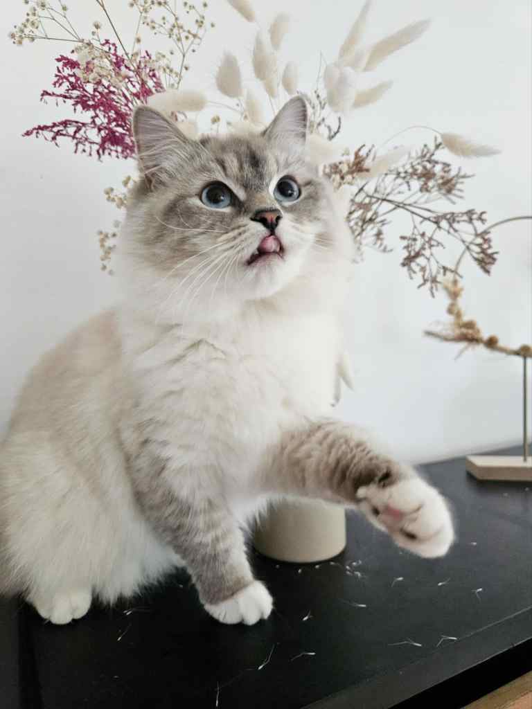 Neva Masquerade mačka u Blue Tabby Point boji. Uzgajivačnica Bethany Empire