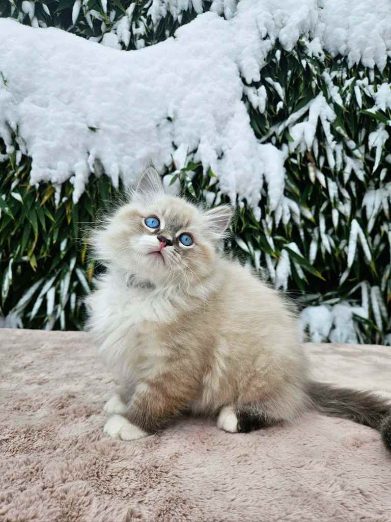 Neva Masquerade seal tabby point mačić s intenzivno plavim očima i gustim krznom – Bethany Empire uzgajivačnica Hrvatska