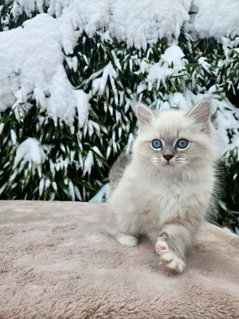 Neva Masquerade mačić u tabby point boji s plavim očima, čupavo krzno, uzgajivačnica Bethany Empire, Hrvatska