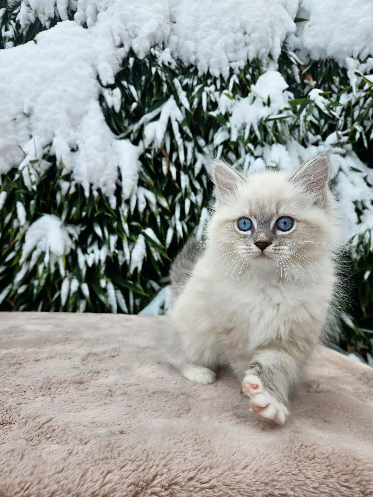 Neva Masquerade mačić u tabby point boji s plavim očima, čupavo krzno, uzgajivačnica Bethany Empire, Hrvatska