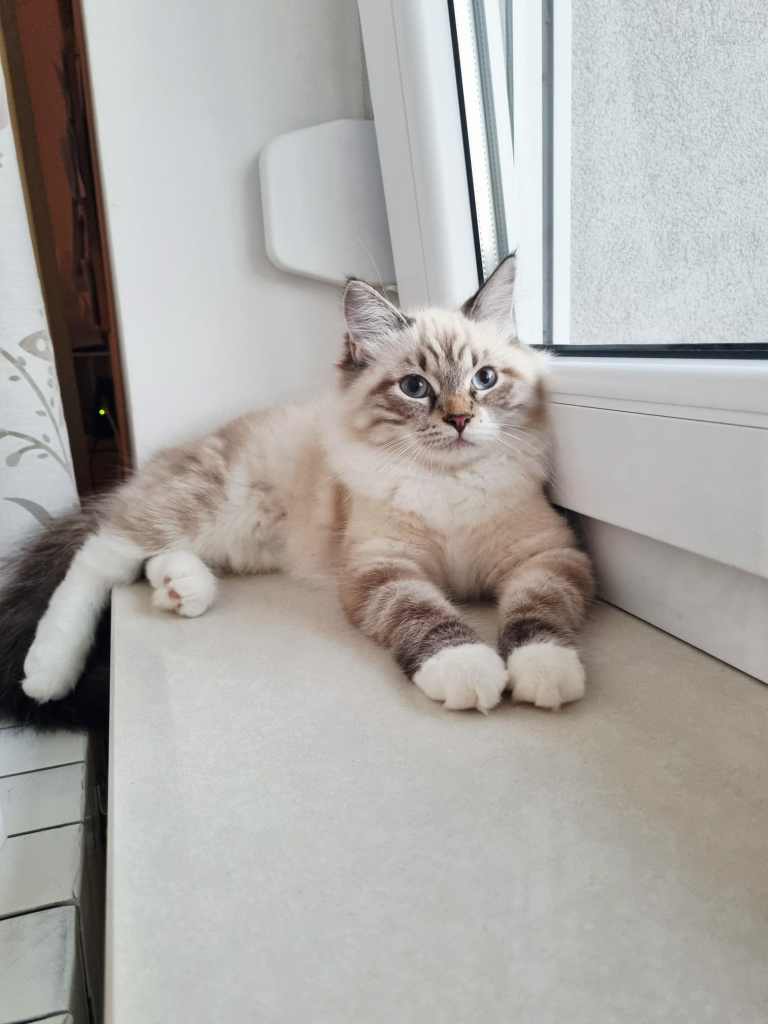 Neva-masquerade-macic-6mj-star-seal-tabby