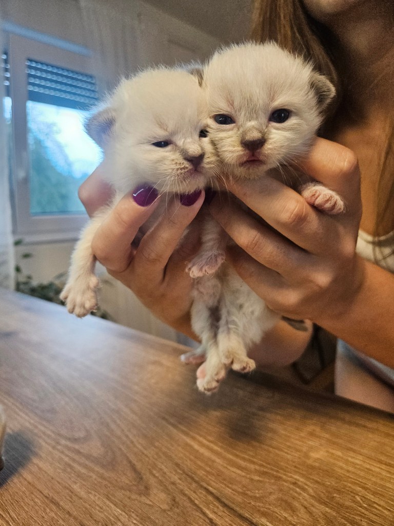 Neva-masquerade-new-born-kittens