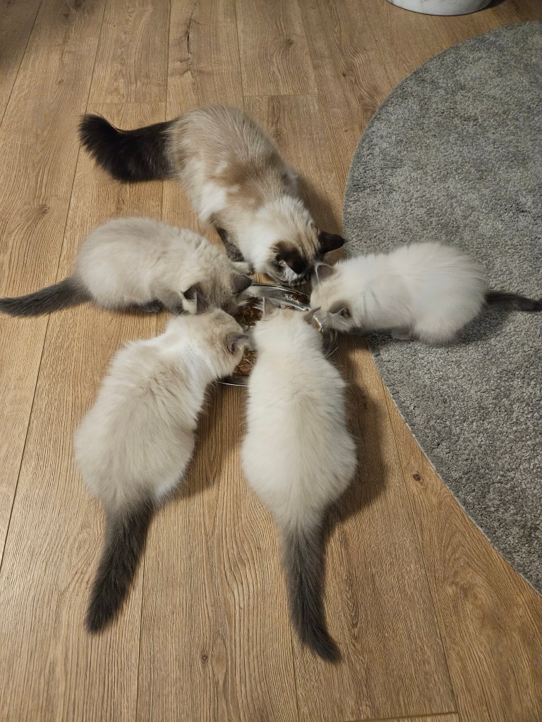 Neva-masquerade-jedu-hranu