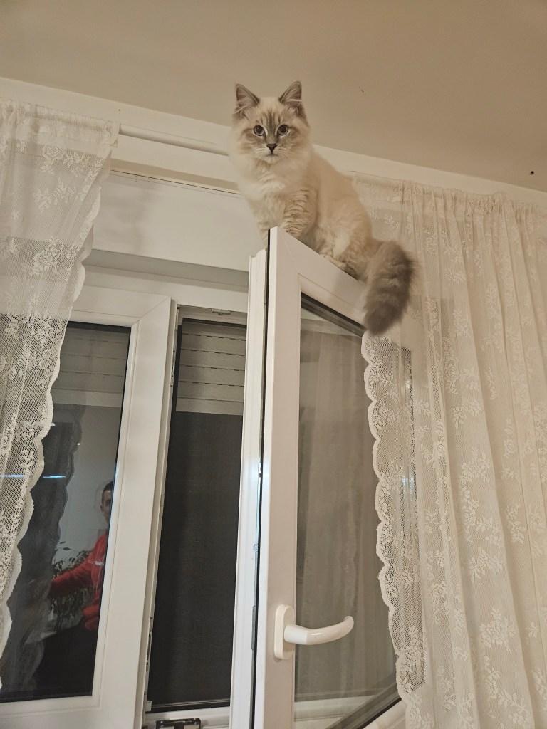 Neva-masquerade-cat-funny