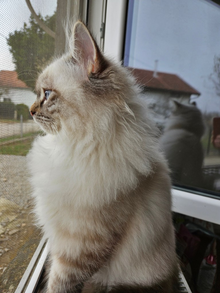 Neva-masquerade-cat-batman