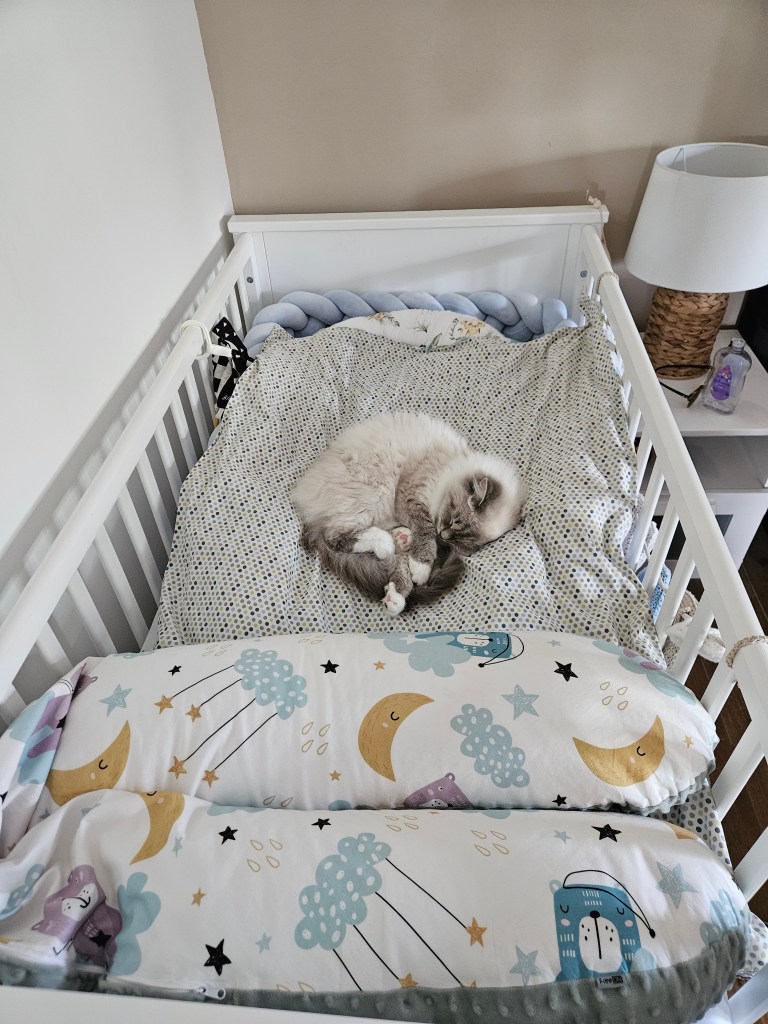 Neva-masquerade-macka-spava-sleeping