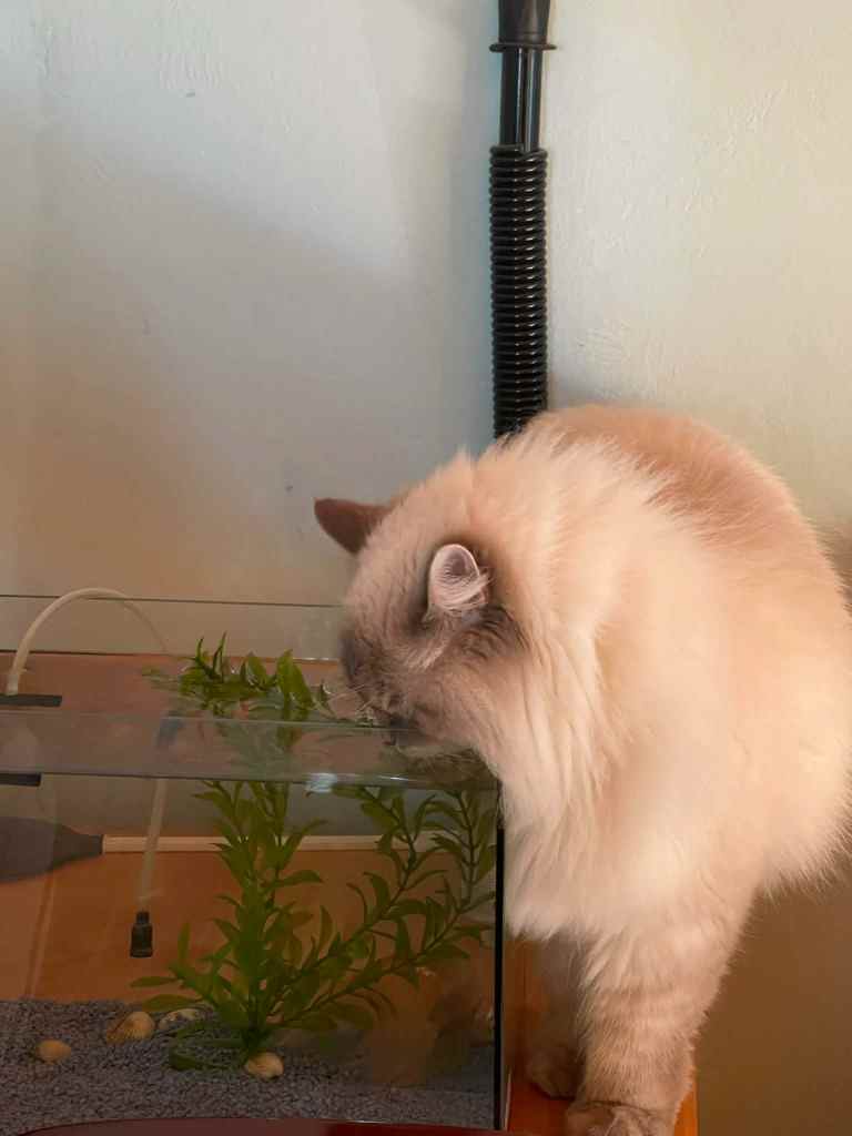 Mačka pije vodu..Neva Masquerade pije vodu