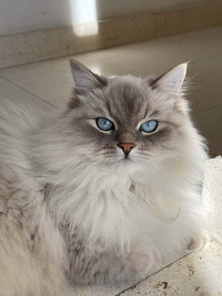 mačka sa plavim očima