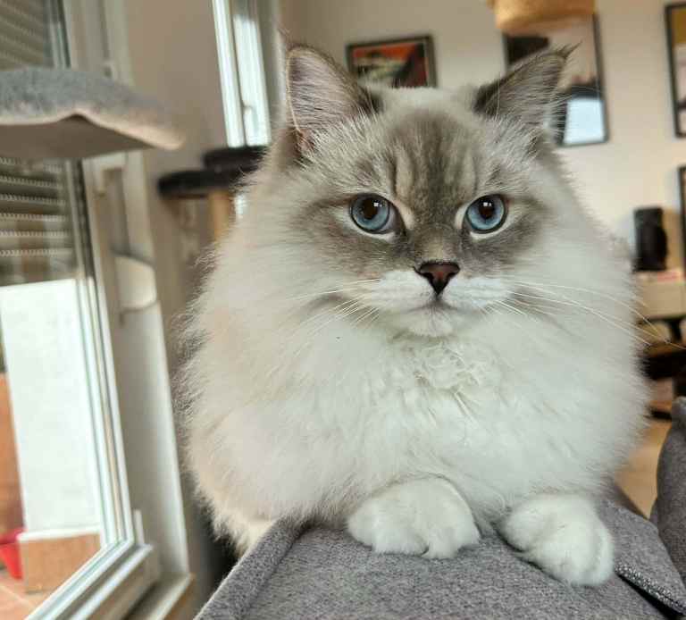 Neva-masquerade-cat-blue-tabby-point