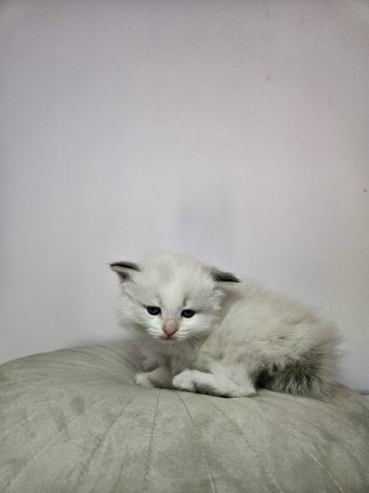 Neva Masquerade macic